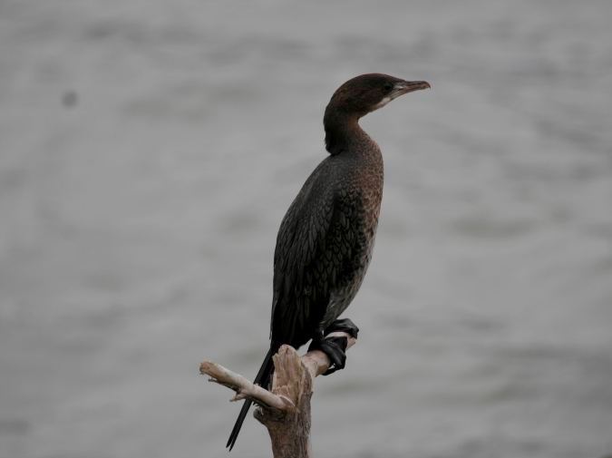 cormoran-mic