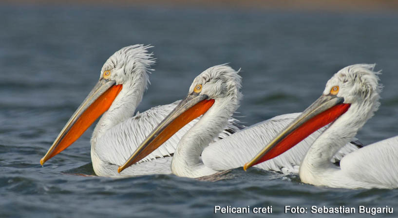 pelicani creti
